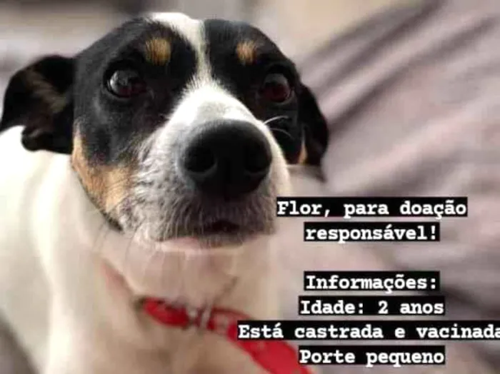 Cachorro ra a SRD-ViraLata idade 2 anos nome Flor
