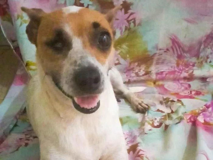 Cachorro ra a SRD-ViraLata idade 3 anos nome Safira 