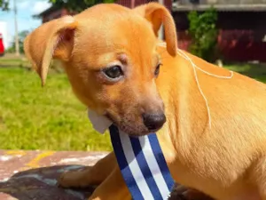 Cachorro raça SRD-ViraLata idade 2 a 6 meses nome Sem nome