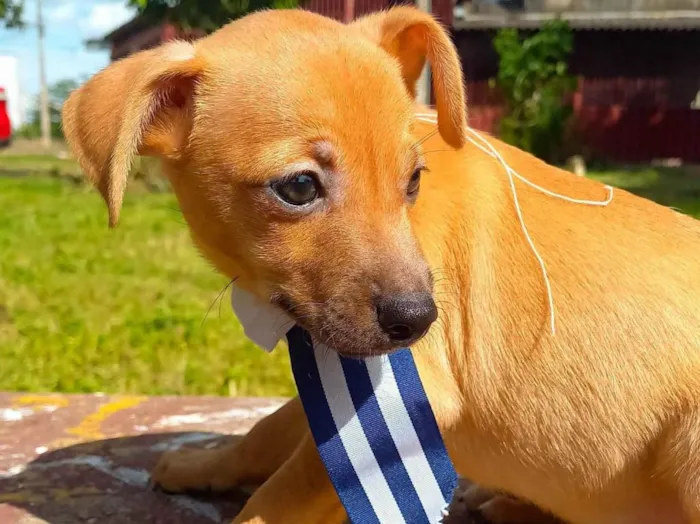 Cachorro ra a SRD-ViraLata idade 2 a 6 meses nome Sem nome