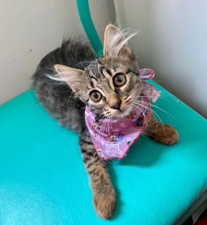 Gato raça SRD-ViraLata idade 2 a 6 meses nome Julieta