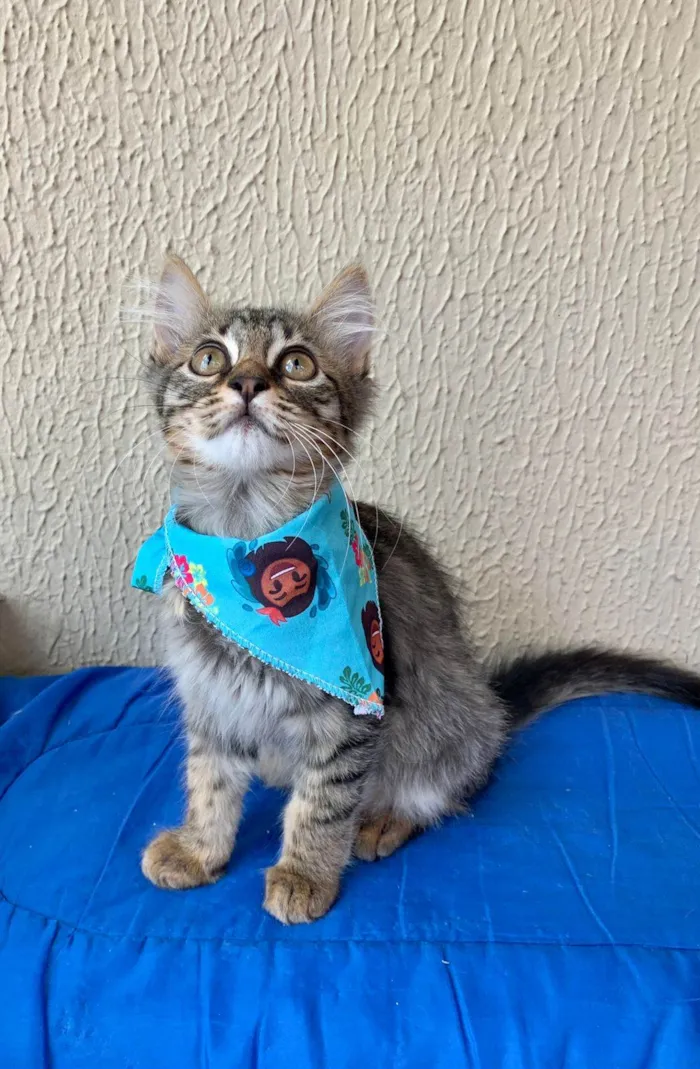 Gato raça SRD-ViraLata idade 2 a 6 meses nome Julieta