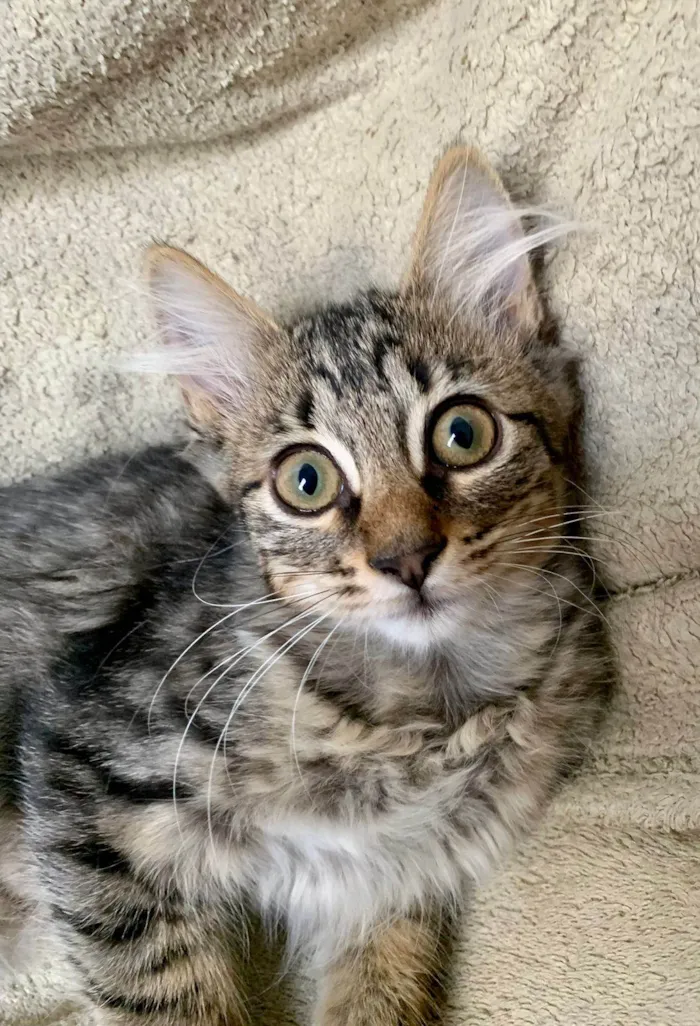 Gato raça SRD-ViraLata idade 2 a 6 meses nome Julieta