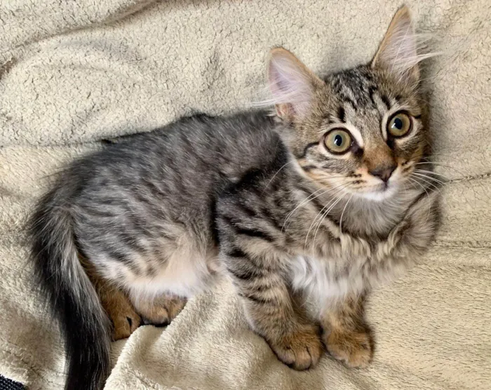 Gato raça SRD-ViraLata idade 2 a 6 meses nome Julieta