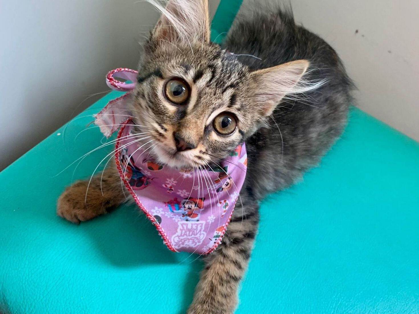 Gato raça SRD-ViraLata idade 2 a 6 meses nome Julieta