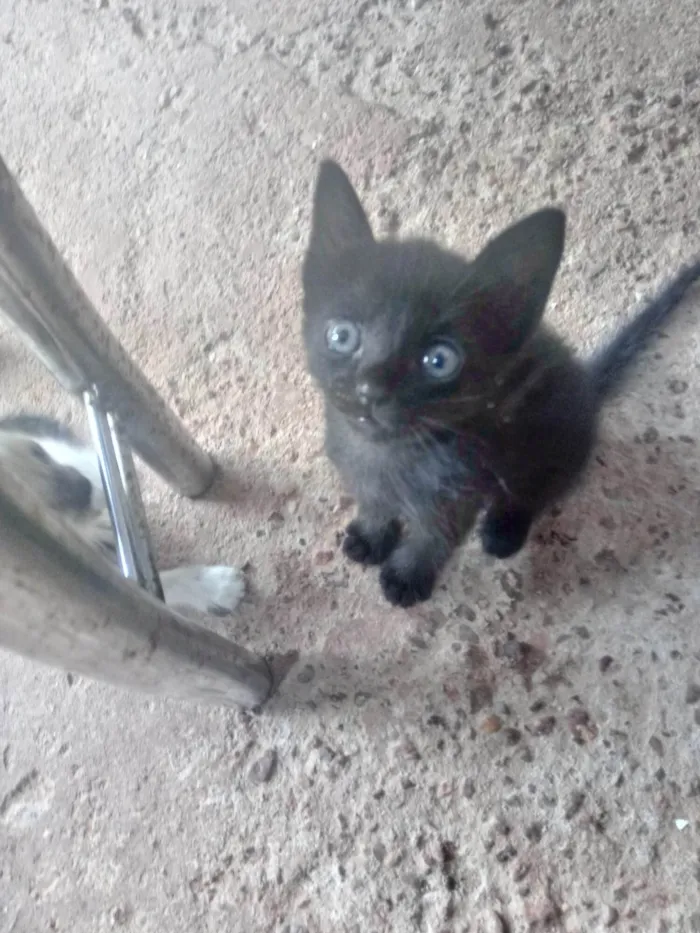 Gato raça  sem raça definida idade 2 a 6 meses nome Sem nome