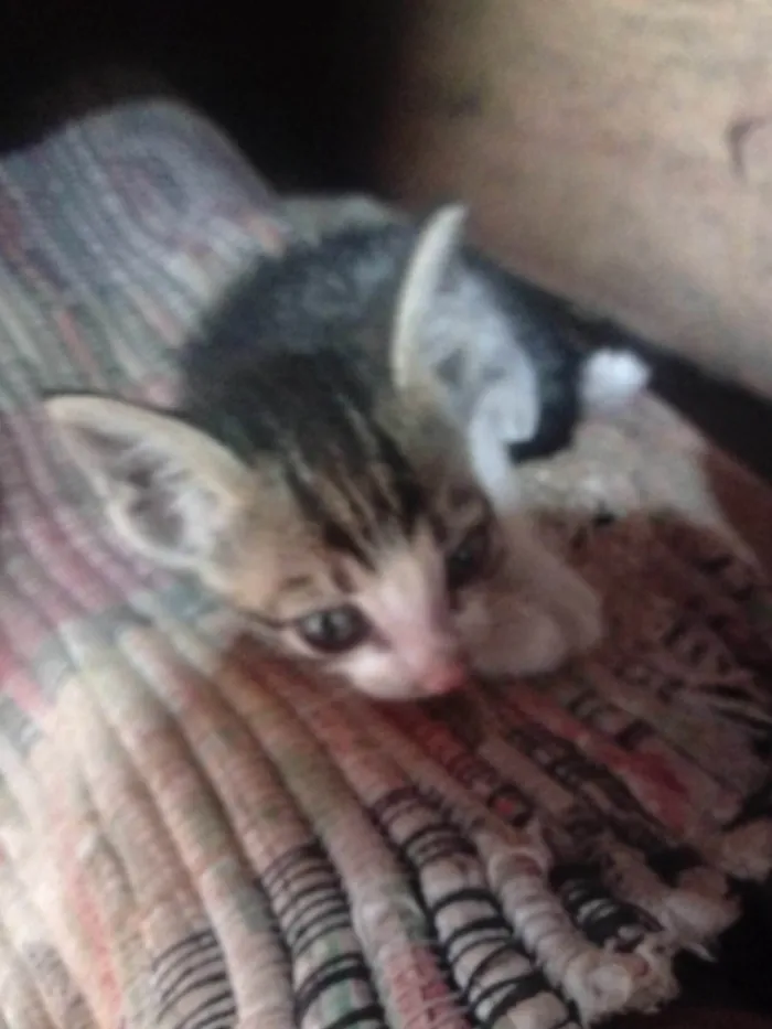 Gato raça  sem raça definida idade 2 a 6 meses nome Sem nome