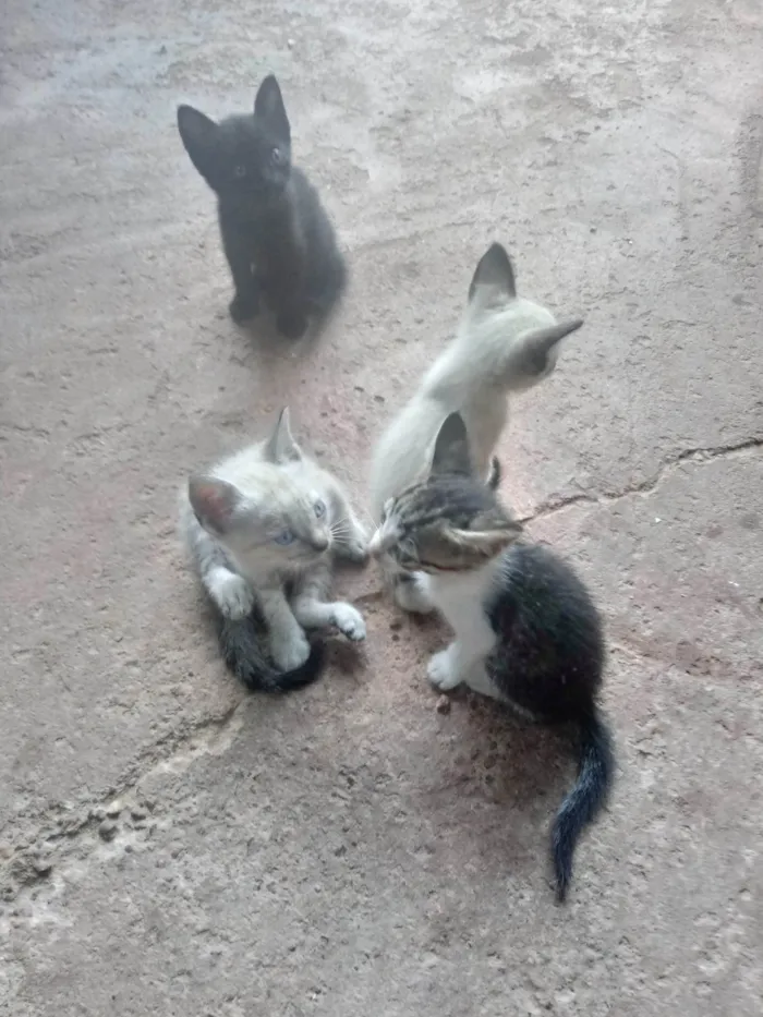 Gato raça  sem raça definida idade 2 a 6 meses nome Sem nome