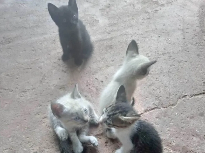 Gato raça  sem raça definida idade 2 a 6 meses nome Sem nome