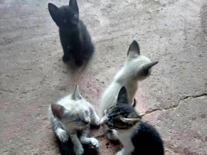 Gato raça  sem raça definida idade 2 a 6 meses nome Sem nome