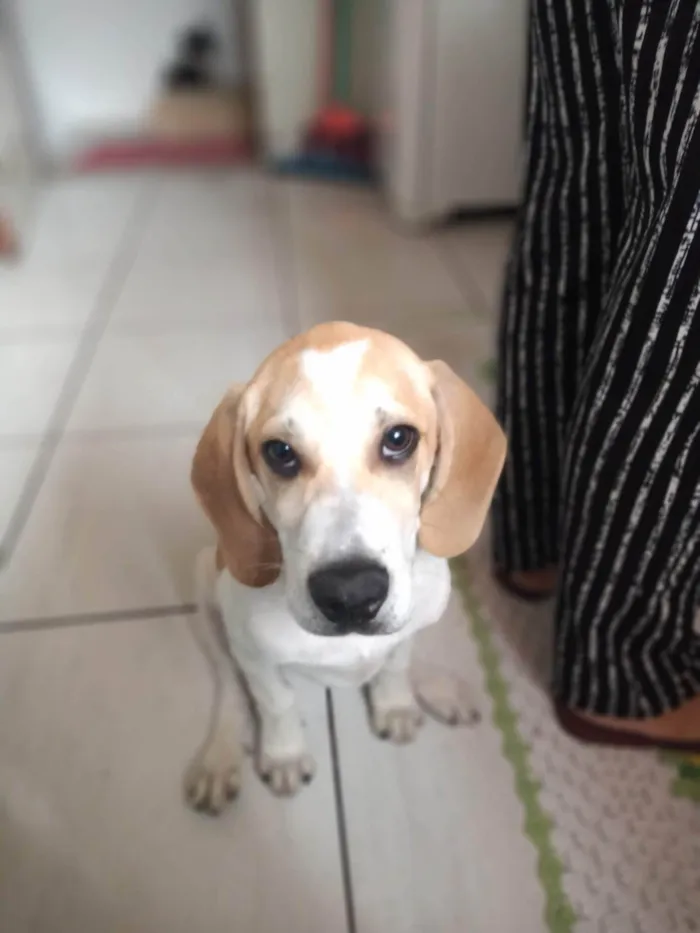 Cachorro ra a Beagle Harrier  idade 7 a 11 meses nome Hulk