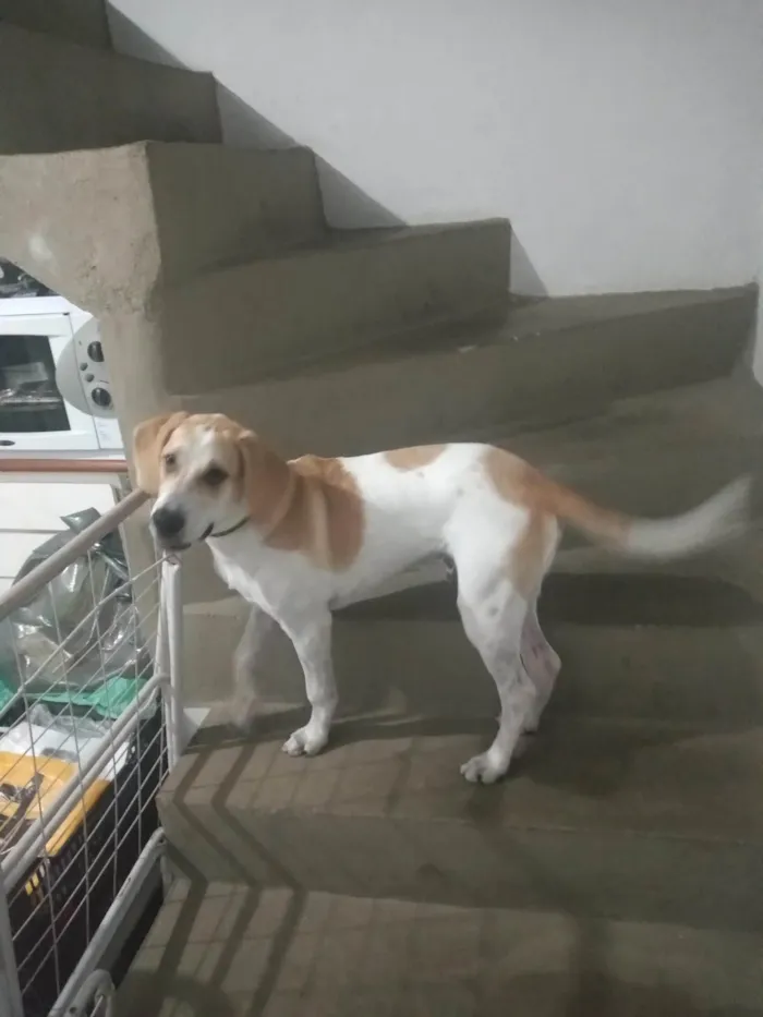 Cachorro ra a Beagle Harrier  idade 7 a 11 meses nome Hulk