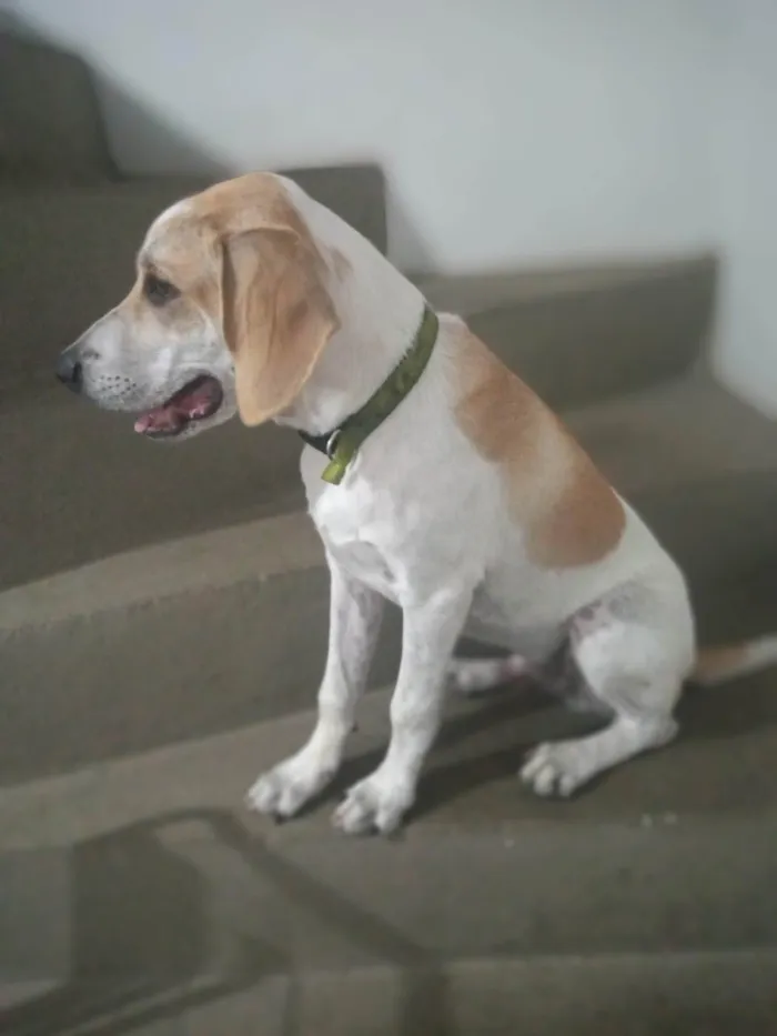 Cachorro ra a Beagle Harrier  idade 7 a 11 meses nome Hulk