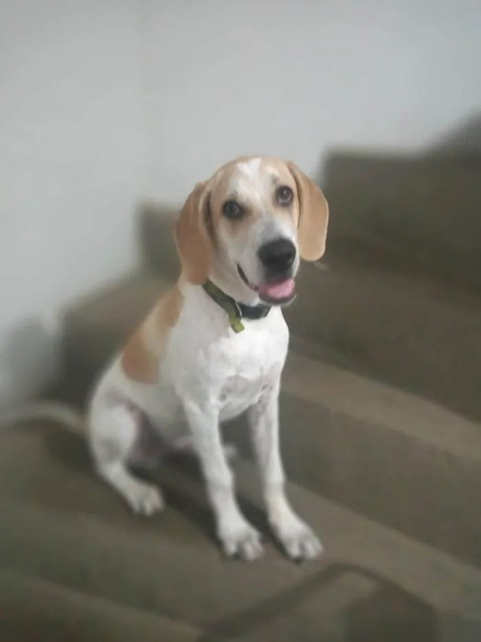 Cachorro ra a Beagle Harrier  idade 7 a 11 meses nome Hulk