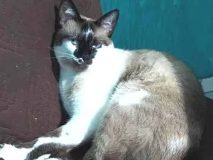 Gato raça Siamês mestissa idade 1 ano nome Sophia