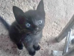 Gato raça  sem raça definida idade 2 a 6 meses nome Sem nome