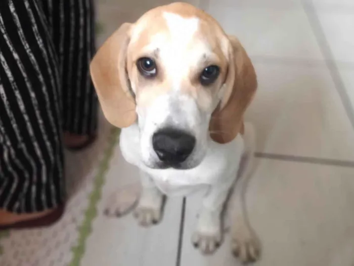 Cachorro ra a Beagle Harrier  idade 7 a 11 meses nome Hulk