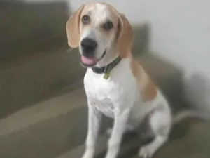 Cachorro raça Beagle Harrier  idade 7 a 11 meses nome Hulk