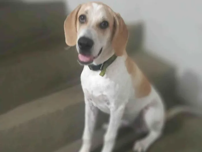 Cachorro ra a Beagle Harrier  idade 7 a 11 meses nome Hulk