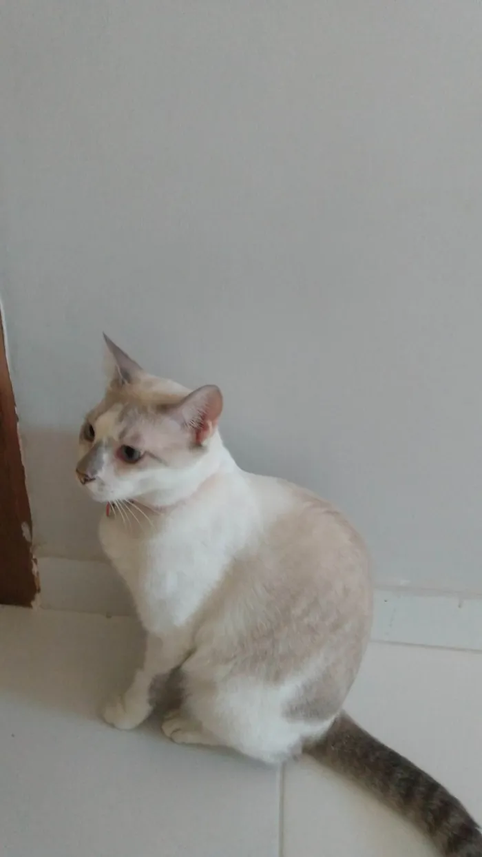 Gato ra a Siamês idade 1 ano nome Tigresa 