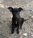 Amora