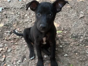 Cachorro raça SRD-ViraLata idade 2 a 6 meses nome Amora
