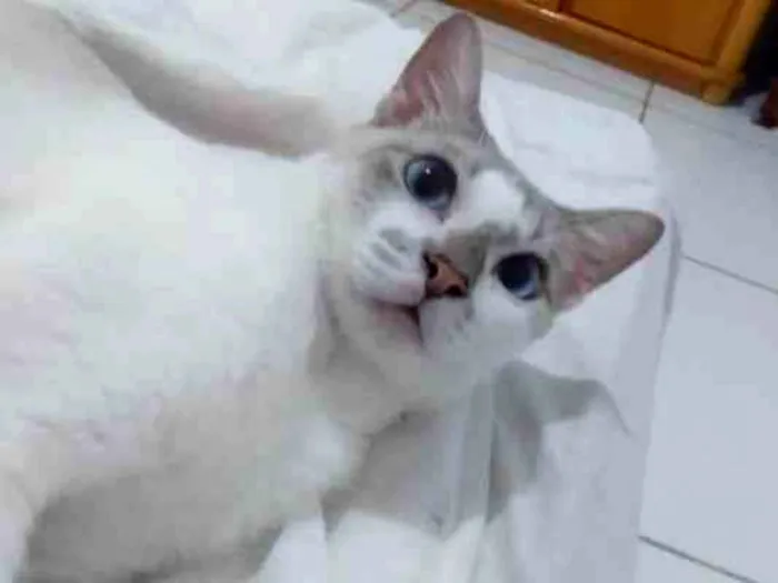 Gato ra a Siamês idade 1 ano nome Tigresa 