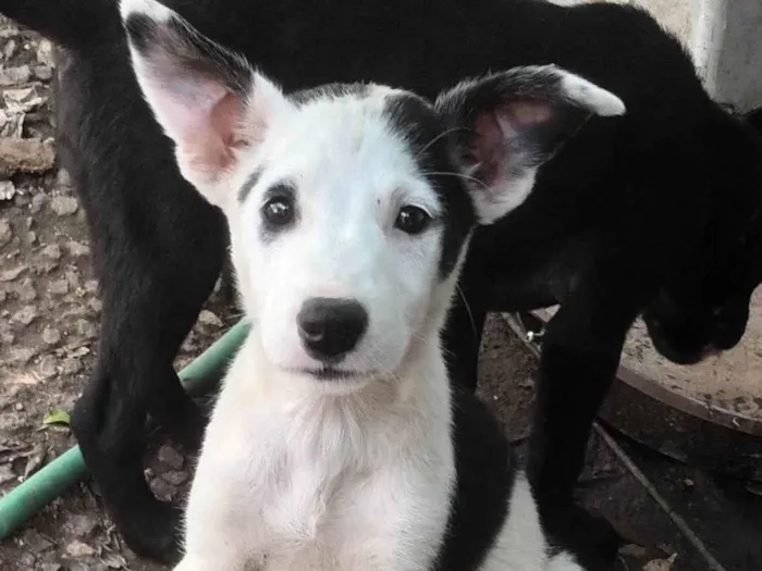 Cachorro ra a SRD-ViraLata idade 2 a 6 meses nome Pitaya