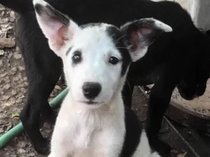 Cachorro raça SRD-ViraLata idade 2 a 6 meses nome Pitaya
