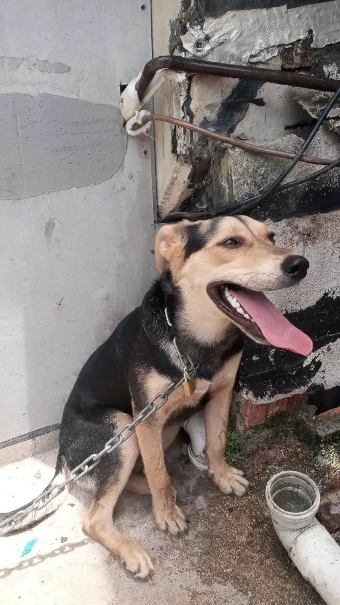 Cachorro ra a SRD-ViraLata idade 1 ano nome Ruana