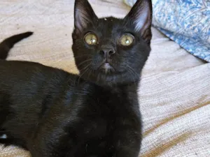 Gato raça SRD-ViraLata idade 2 a 6 meses nome GRUDINHO BLACK