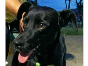Cachorro raça  idade 1 ano nome Zeca