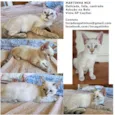 Gato raça SRD-ViraLata idade 2 a 6 meses nome MARTINHA MIX