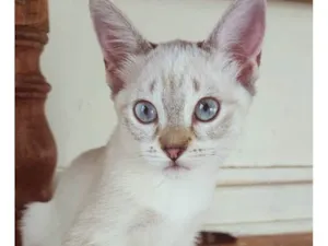 Gato raça SRD-ViraLata idade 2 a 6 meses nome MARTINHA MIX