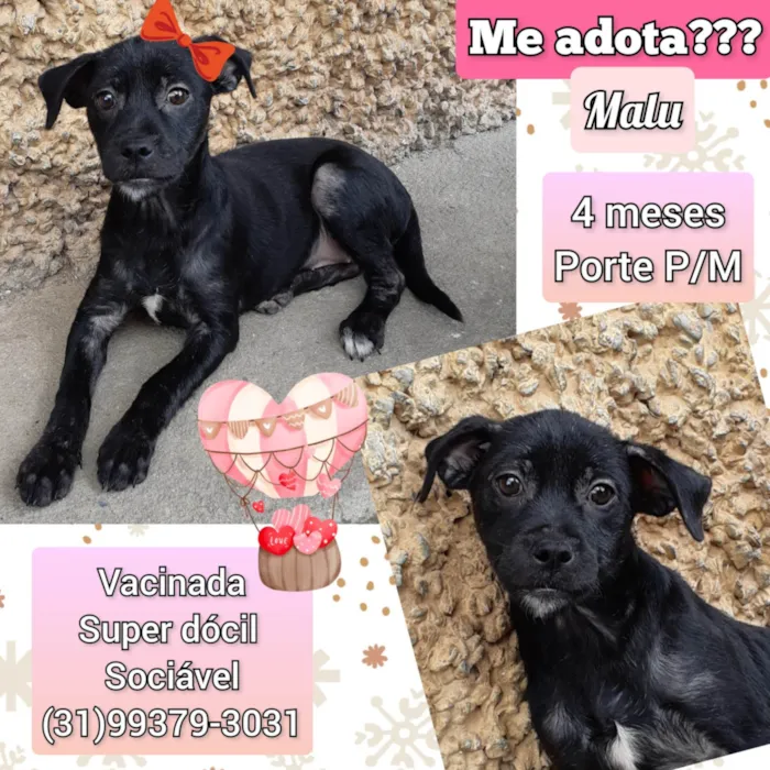 Cachorro raça SRD-ViraLata idade 2 a 6 meses nome Malu