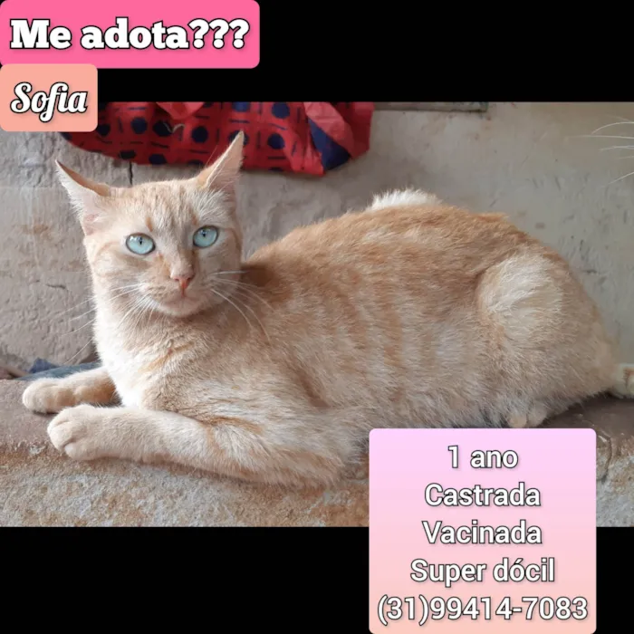 Gato raça SRD-ViraLata idade 1 ano nome Sophia