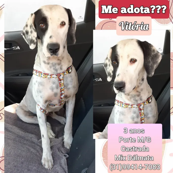Cachorro raça Dálmata  idade 2 anos nome Vitória 