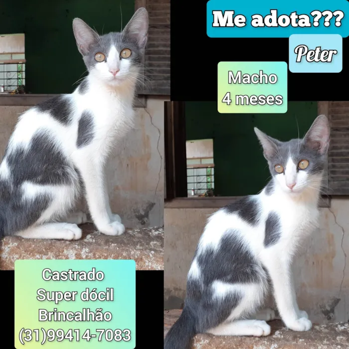 Gato raça SRD-ViraLata idade 2 a 6 meses nome Peter