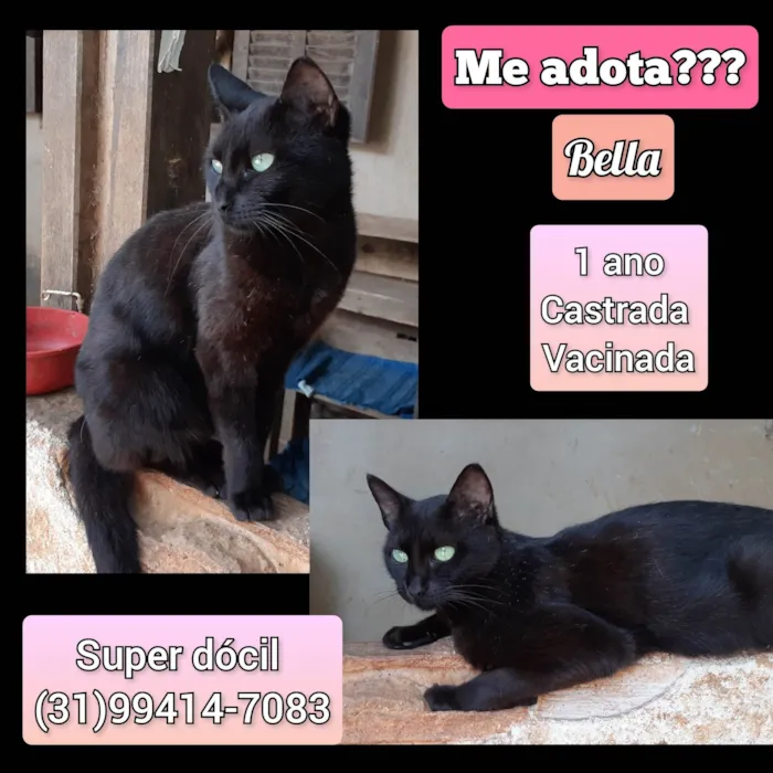 Gato raça SRD-ViraLata idade 1 ano nome Bella