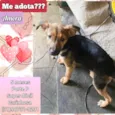 Amora
