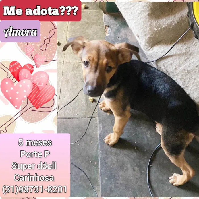 Cachorro raça SRD-ViraLata idade 2 a 6 meses nome Amora