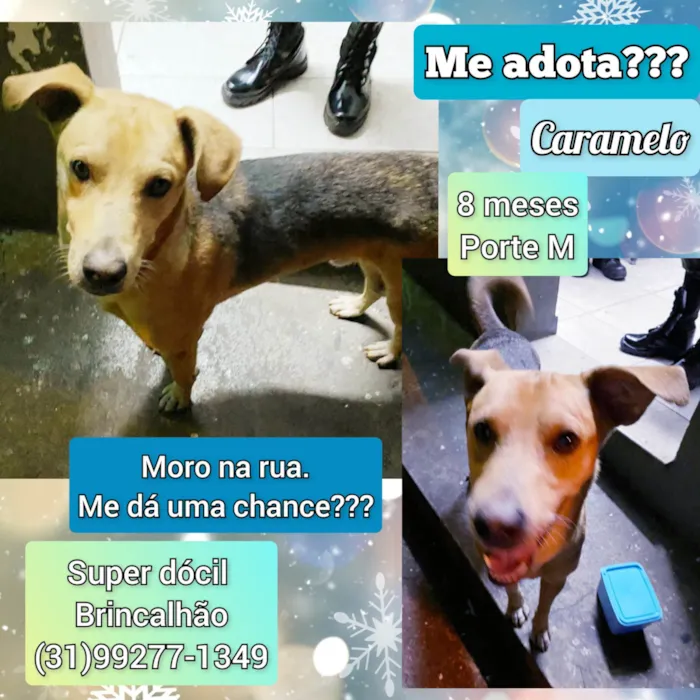 Cachorro raça SRD-ViraLata idade 7 a 11 meses nome Caramelo