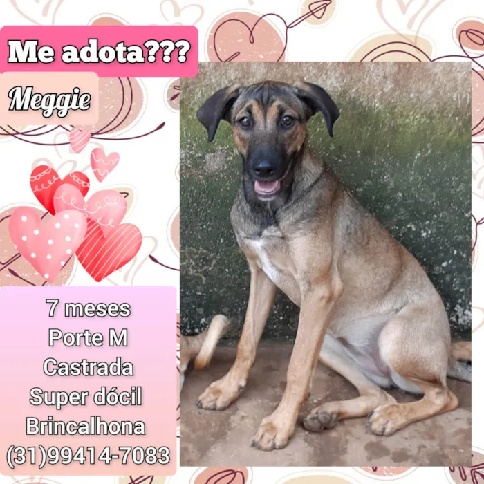 Cachorro ra a SRD-ViraLata idade 7 a 11 meses nome Meggie