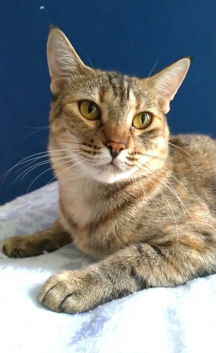 Gato ra a srd tigradinha  idade 1 ano nome AVA