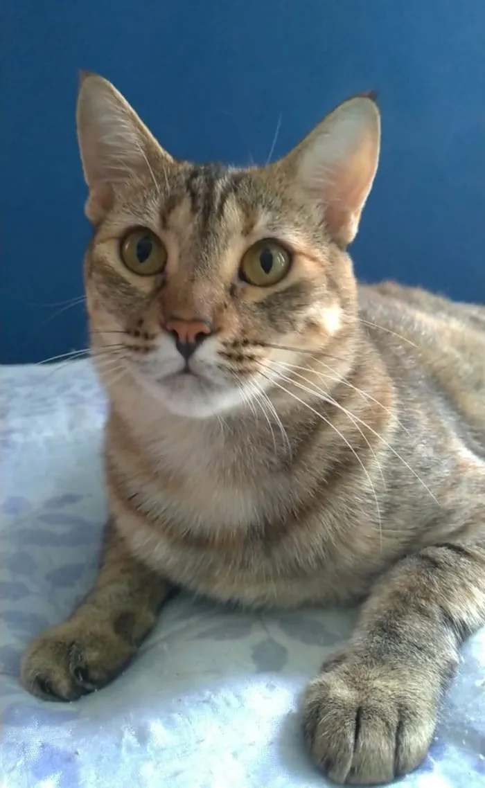 Gato ra a srd tigradinha  idade 1 ano nome AVA