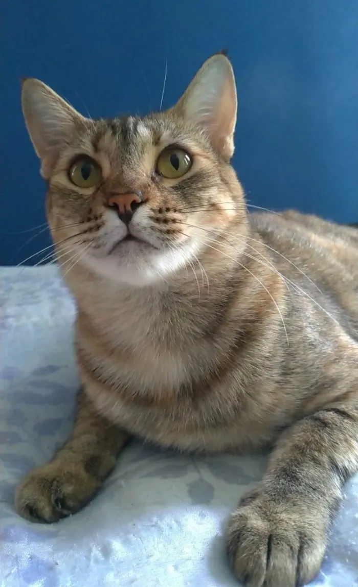 Gato ra a srd tigradinha  idade 1 ano nome AVA