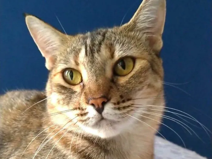 Gato ra a srd tigradinha  idade 1 ano nome AVA