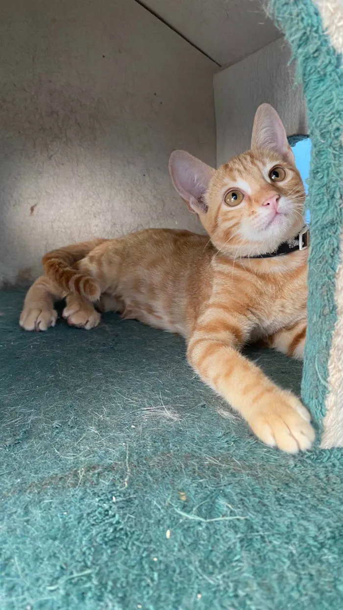Gato ra a srd rara idade 2 a 6 meses nome SOL
