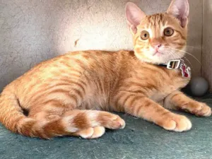 Gato raça srd rara idade 2 a 6 meses nome SOL