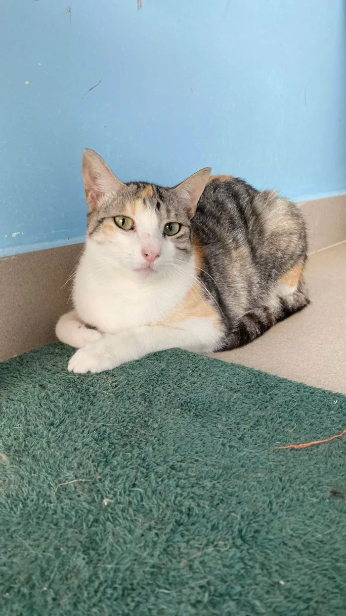 Gato ra a srd idade 2 anos nome PENÉLOPE 
